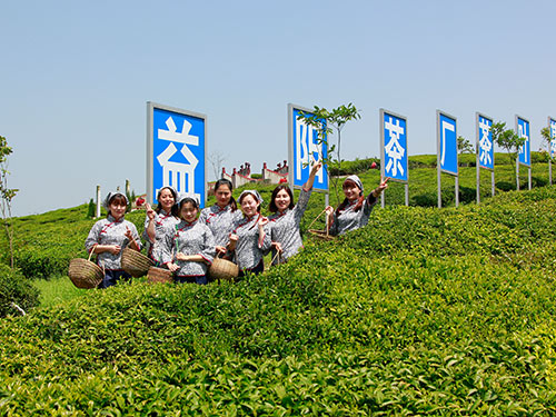 湘益茶廠(chǎng)茶葉基地