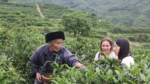 湖南省茶業(yè)集團股份有限公司產(chǎn)教融合校企合作三年規劃（2022-2024年）
