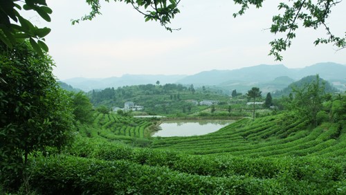湘茶高科技產(chǎn)業(yè)園 職工食堂及超市承包經(jīng)營(yíng)服務(wù)招標公告