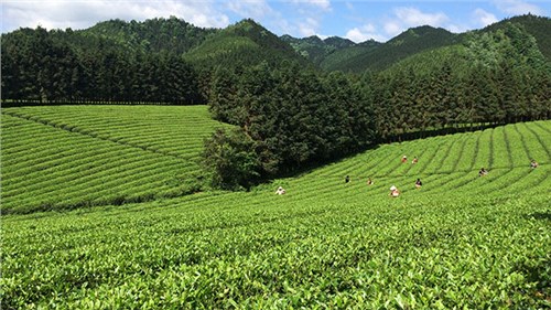 農業(yè)部牽頭成立中國茶產(chǎn)業(yè)聯(lián)盟，公司選為副理事長(cháng)單位
