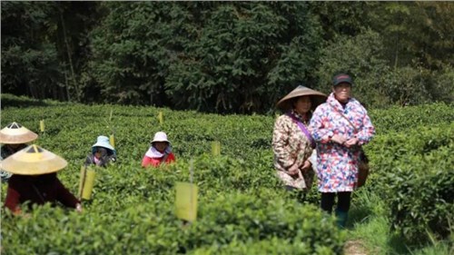 懷景懷鄉懷味 | 會(huì )同寶田茶飄香 春日采茶忙