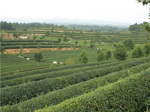 長(cháng)沙金井示范基地