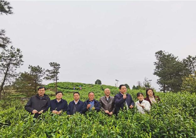 公司負責人陪同省供銷(xiāo)社、湘西州領(lǐng)導一行調研我司青干村茶葉扶貧示范基地