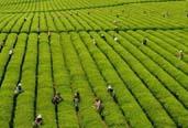 2013年，全國茶葉生產(chǎn)繼續增產(chǎn)增收