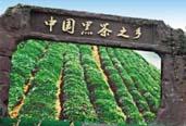 益陽(yáng)打造全國黑茶產(chǎn)業(yè)中心