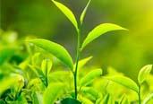 周強省長(cháng)一行視察白沙溪茶廠(chǎng)有限責任公司