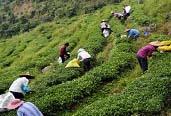 茶農需要你們 政府會(huì )支持你們